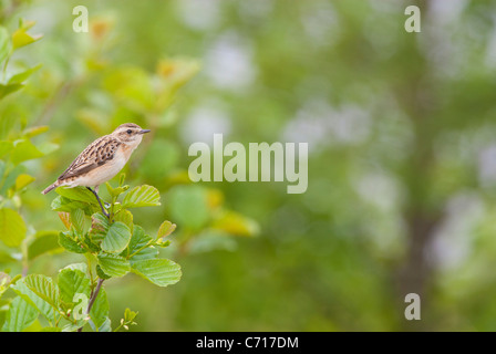 Saxicola rubetra whinchat - su upland moorland in Wales UK Foto Stock