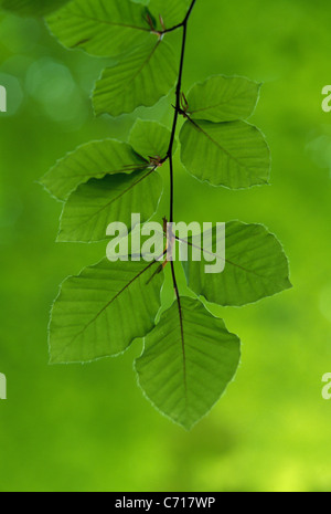 Fagus sylvatica, Faggio foglie sul ramo, oggetto verde, sfondo verde Foto Stock