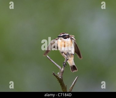 Saxicola rubetra whinchat - su upland moorland in Wales UK Foto Stock