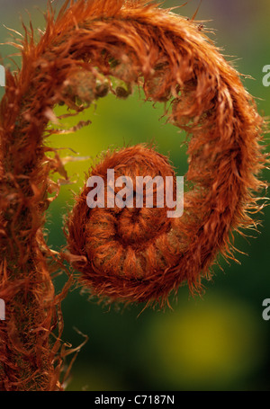 Pteridium aquilinum, Bracken, foglia di felce dispiegarsi, Marrone oggetto, Foto Stock