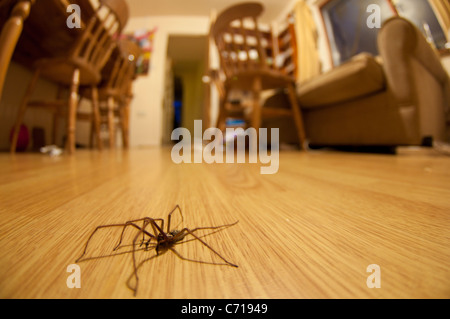 Un ospite sgradito strisciando anche se la casa Foto Stock