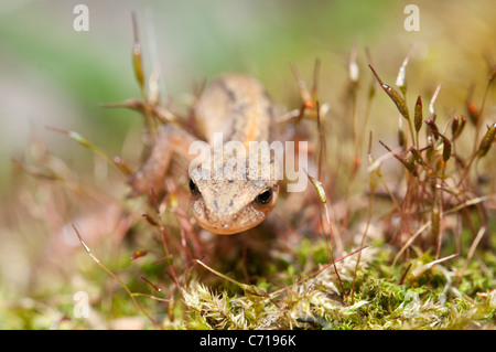 Un liscio newt arrampicata attraverso la vegetazione Foto Stock