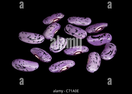 Scarlet runner Fagioli (Phaseolus coccineus), fotografato in studio su uno sfondo nero (macro / close-up). Foto Stock