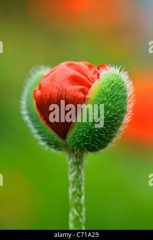 Oriental papavero o apertura germogliando (Papaver orientalis). Foto Stock