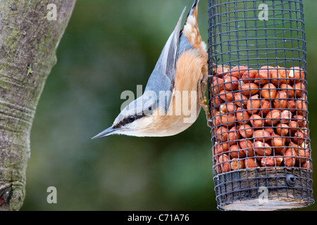 Picchio muratore su alimentatore con colori vibranti Foto Stock