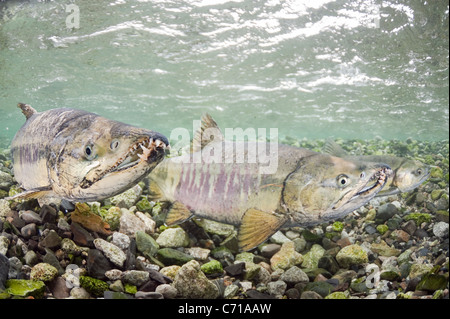 Salmone Chum, cane salmone, silverbrite salmone, o Salmone keta, Oncorhynchus keta, nel flusso di deposizione delle uova, Prince William Sound, Alaska Foto Stock