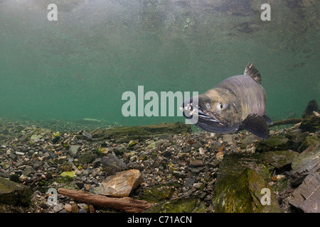 Salmone Chum, cane salmone, silverbrite salmone, o Salmone keta, Oncorhynchus keta, nel flusso di deposizione delle uova, Prince William Sound, Alaska Foto Stock