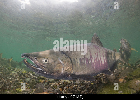 Salmone Chum, cane salmone, silverbrite salmone, o Salmone keta, Oncorhynchus keta, nel flusso di deposizione delle uova, Prince William Sound, Alaska Foto Stock