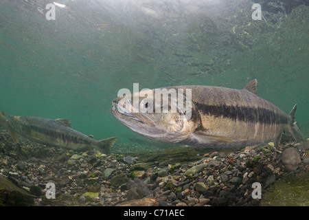 Salmone Chum, cane salmone, silverbrite salmone, o Salmone keta, Oncorhynchus keta, nel flusso di deposizione delle uova, Prince William Sound, Alaska Foto Stock