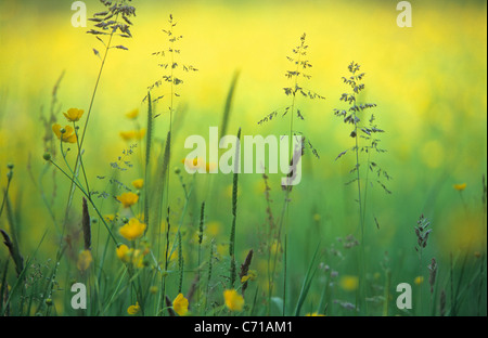 Ranunculus acris, Buttercup fiori selvatici ed erbe Foto Stock