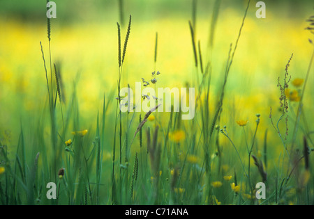 Erbe tra fiori di prato Foto Stock