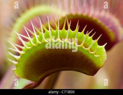 DIONAEA MUSCIPULA, acchiappamosche al Foto Stock