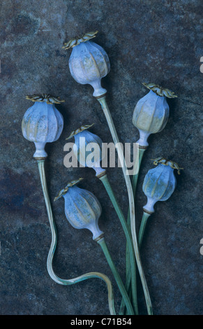 Papaver somniferum, papavero teste di seme, oggetto blu, sfondo blu Foto Stock