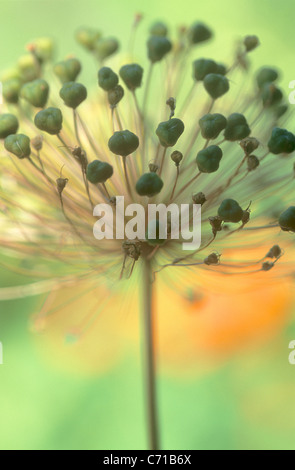 Allium, verde fiore sementi oggetto di testa, Foto Stock