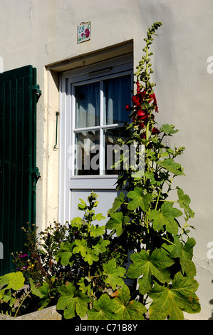 Hollyhock comune fiori (nome scientifico: Alcea rosea), Charente Maritime reparto, a ovest della Francia Foto Stock