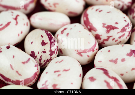 Close up appena raccolto Barlotti Fagioli (Phaseolus vulgaris) Foto Stock