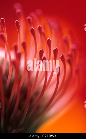 Leucospermum cordifolium, Puntaspilli fiore rosso, soggetto, sfondo arancione Foto Stock