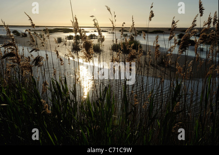 Tramonto su paludi in mortagne (sur Gironde, silhouette di reed impianto, estuario Gironde, sud della Charente Maritime dipartimento Foto Stock