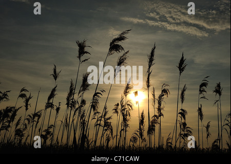 Tramonto su paludi in mortagne (sur Gironde, silhouette di reed impianto, estuario Gironde, sud della Charente Maritime dipartimento Foto Stock