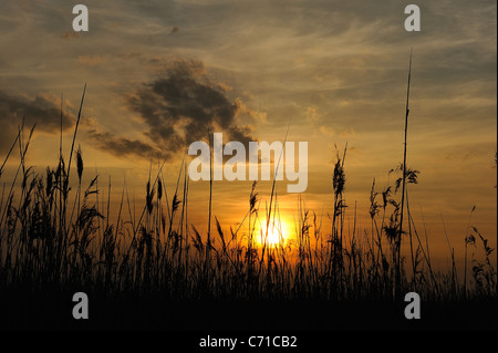 Tramonto su paludi in mortagne (sur Gironde, silhouette di reed impianto, estuario Gironde, sud della Charente Maritime dipartimento Foto Stock