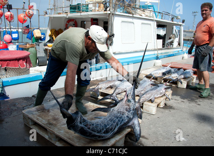 I pescatori di pesce spada di scarico dalla barca, Garrucha, Spagna Foto Stock