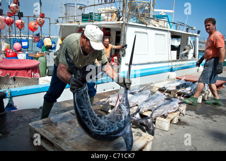 I pescatori di pesce spada di scarico dalla barca, Garrucha, Spagna Foto Stock