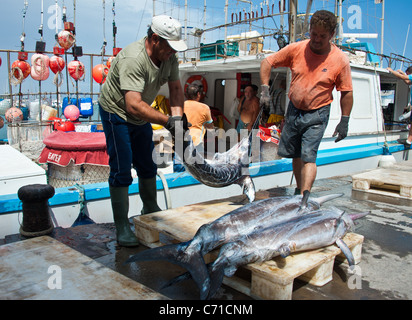 I pescatori di pesce spada di scarico dalla barca, Garrucha, Spagna Foto Stock