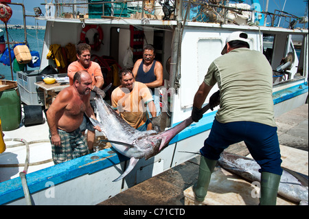 I pescatori di pesce spada di scarico dalla barca, Garrucha, Spagna Foto Stock