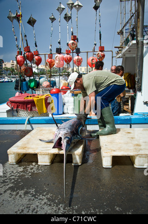 I pescatori di pesce spada di scarico dalla barca, Garrucha, Spagna Foto Stock