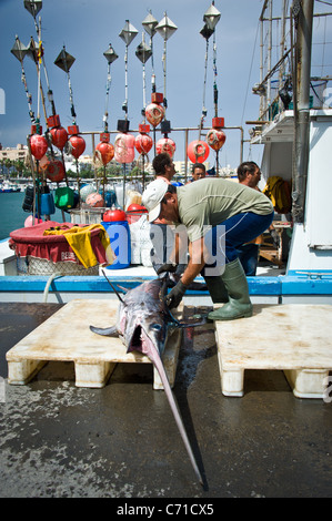 I pescatori di pesce spada di scarico dalla barca, Garrucha, Spagna Foto Stock