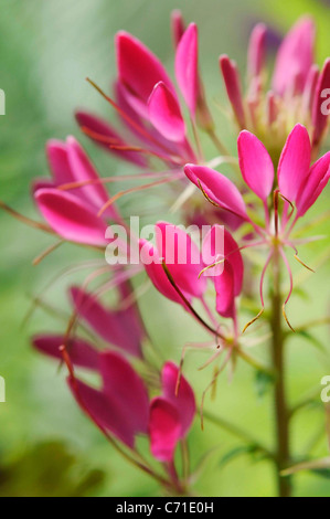 Cleome hassleriana Spider fiore fiori rosa su steli verticali. Foto Stock