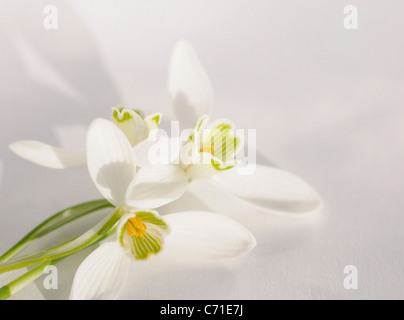 Galanthus nivalis Snowdrop fiori bianchi contro uno sfondo bianco. Foto Stock