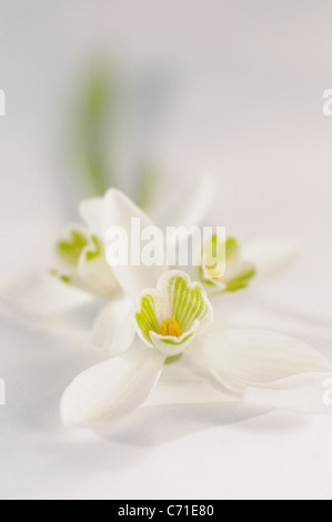 Galanthus nivalis Snowdrop fiori contro uno sfondo bianco. Foto Stock