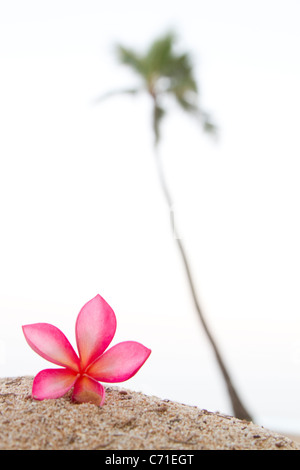 Una rosa plumeria fiore, vicino a lone Palm tree nelle Hawaii. Foto Stock
