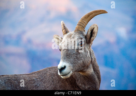 Un giovane bighorn al tramonto nel Parco Nazionale del Grand Canyon, Arizona. Foto Stock