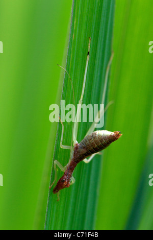 Due macchie Tree Cricket (Neoxabea bipunctata) Ninfa, instar precoce Foto Stock