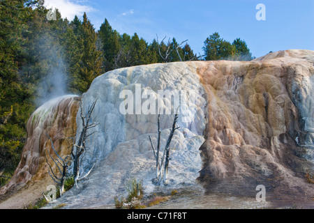 Terrazzi Mammoth Hot Springs nel Parco Nazionale di Yellowstone in Wyoming. Foto Stock