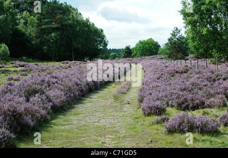 Percorso del bosco o bridleway taglio attraverso una brughiera con heather in pieno fiore viola. Foto Stock