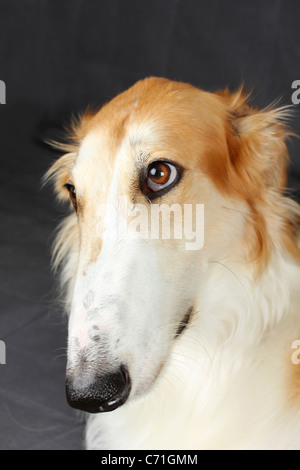 Russo cane wolfhound, ritratto Foto Stock