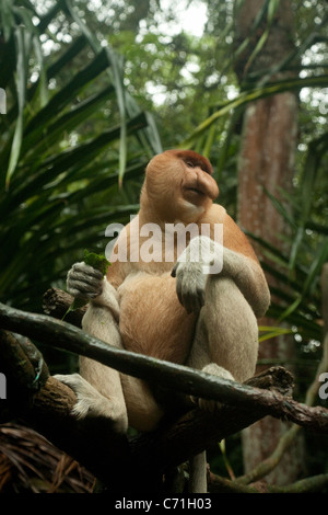 Adulto proboscide di scimmia (Nasalis larvatus) nel Giardino Zoologico di Singapore, Singapore asia Foto Stock