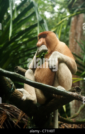 Adulto proboscide di scimmia (Nasalis larvatus) alimentazione; nel Giardino Zoologico di Singapore, Singapore asia Foto Stock