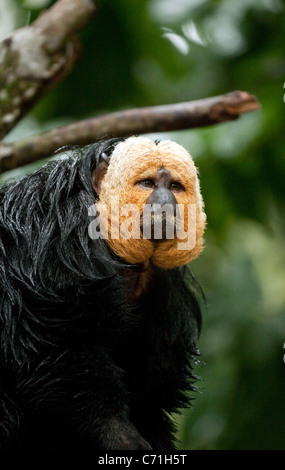 Di fronte bianco Saki monkey, Singapore Zoo, Asia Foto Stock