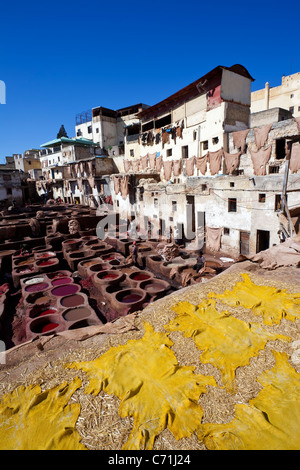 Bucce di essiccazione a le concerie di Fès, Marocco, Africa del Nord Foto Stock