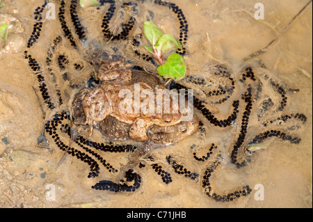 Il rospo comune Bufo bufo REGNO UNITO Foto Stock