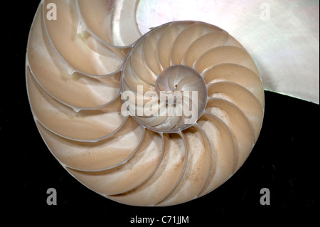 Chambered Nautilus shell Foto Stock