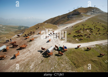 Tarentaise bestiame bovino di caseificio giornate di pascolo su alpeggi estivi a 8000ft nelle Alpi Francesi con Mont Blanc a distanza Foto Stock