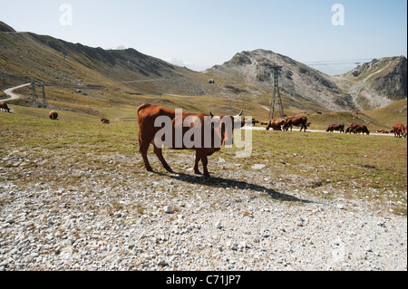 Tarentaise bestiame bovino di caseificio giornate di pascolo su alpeggi estivi a 8000ft nelle Alpi francesi con il passaggio di più delle funivie Foto Stock