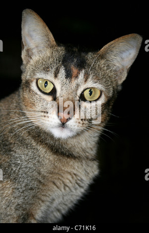 Ritratto di un Tabby Cat prese a ovest di Sumatra, Indonesia Foto Stock