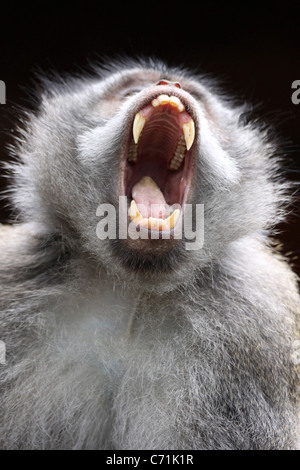 Sbadigliare Crab-eating Macaque Macaca fascicularis Foto Stock