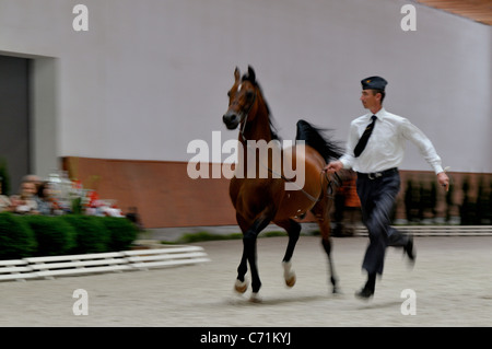 Arabian Horse Show e la parata di allevamento - Michalow Foto Stock